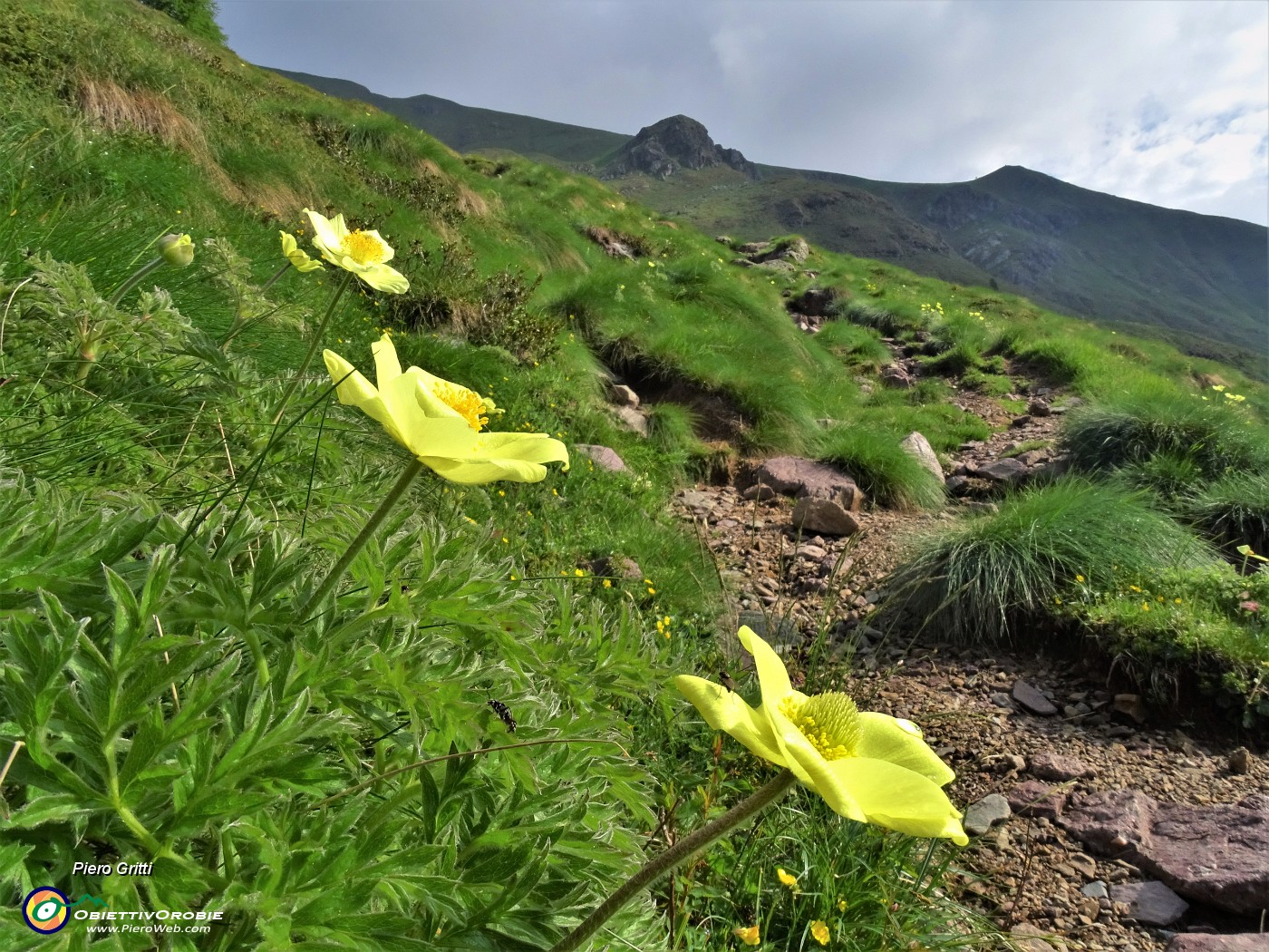 15 Pulsatilla alpina sulphurea (Anemone sulfureo) sul sent. 109 .JPG